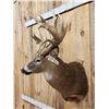 Image 2 : Heavy Mass Nontypical Whitetail Shoulder Mount Taxidermy