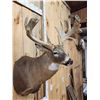 Image 3 : Heavy Mass Nontypical Whitetail Shoulder Mount Taxidermy