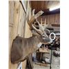 Image 4 : Heavy Mass Nontypical Whitetail Shoulder Mount Taxidermy