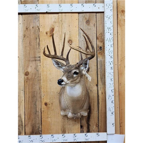 6x6 Whitetail Shoulder Mount Taxidermy
