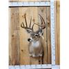 Image 1 : 6x6 Whitetail Shoulder Mount Taxidermy
