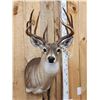 Image 2 : 6x6 Whitetail Shoulder Mount Taxidermy