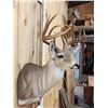 Image 3 : 6x6 Whitetail Shoulder Mount Taxidermy