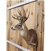 Image 4 : 6x6 Whitetail Shoulder Mount Taxidermy