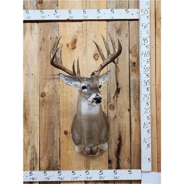 Main Frame 5x5 Whitetail Shoulder Mount Taxidermy
