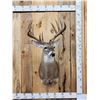 Image 1 : Main Frame 5x5 Whitetail Shoulder Mount Taxidermy