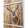 Image 2 : Main Frame 5x5 Whitetail Shoulder Mount Taxidermy