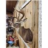 Image 3 : Main Frame 5x5 Whitetail Shoulder Mount Taxidermy