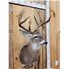 Image 4 : Main Frame 5x5 Whitetail Shoulder Mount Taxidermy