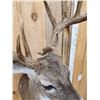 Image 5 : Main Frame 5x5 Whitetail Shoulder Mount Taxidermy