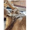 Image 7 : Main Frame 5x5 Whitetail Shoulder Mount Taxidermy