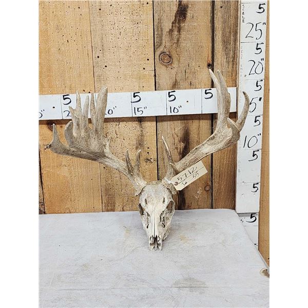 Heavy Mass Nontypical Whitetail Antlers On Skull