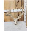 Image 1 : Heavy Mass Nontypical Whitetail Antlers On Skull