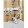 Image 2 : Heavy Mass Nontypical Whitetail Antlers On Skull
