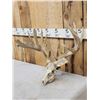 Image 3 : Heavy Mass Nontypical Whitetail Antlers On Skull