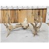 Image 4 : Heavy Mass Nontypical Whitetail Antlers On Skull