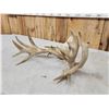 Image 5 : Heavy Mass Nontypical Whitetail Antlers On Skull