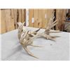 Image 6 : Heavy Mass Nontypical Whitetail Antlers On Skull