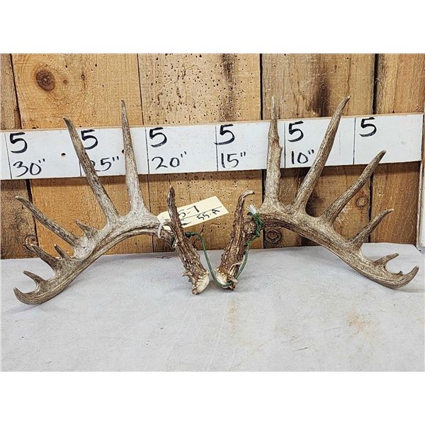 Set Of Main Frame 7x7 Mini Monster Whitetail Shed Antlers