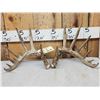 Image 1 : Set Of Main Frame 7x7 Mini Monster Whitetail Shed Antlers