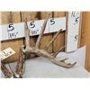Image 3 : Set Of Main Frame 7x7 Mini Monster Whitetail Shed Antlers