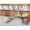 Image 4 : Set Of Main Frame 7x7 Mini Monster Whitetail Shed Antlers