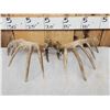 Image 5 : Set Of Main Frame 7x7 Mini Monster Whitetail Shed Antlers