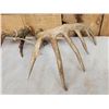 Image 6 : Set Of Main Frame 7x7 Mini Monster Whitetail Shed Antlers