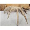 Image 7 : Set Of Main Frame 7x7 Mini Monster Whitetail Shed Antlers