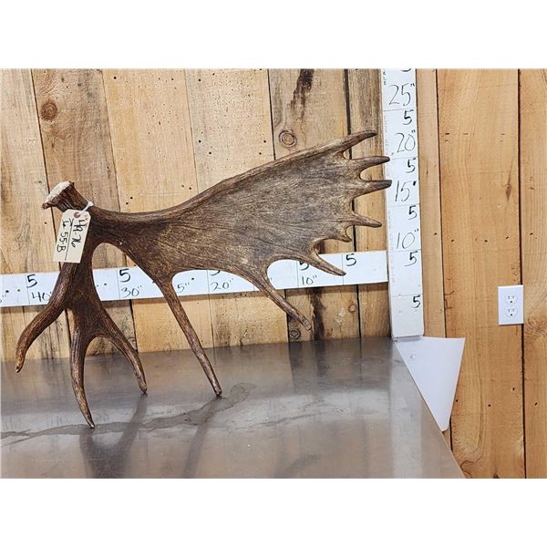 11.6 Lbs Self Standing Alaskan Moose Shed Antler
