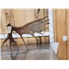 Image 1 : 11.6 Lbs Self Standing Alaskan Moose Shed Antler