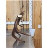 Image 3 : 11.6 Lbs Self Standing Alaskan Moose Shed Antler