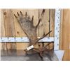 Image 6 : 11.6 Lbs Self Standing Alaskan Moose Shed Antler