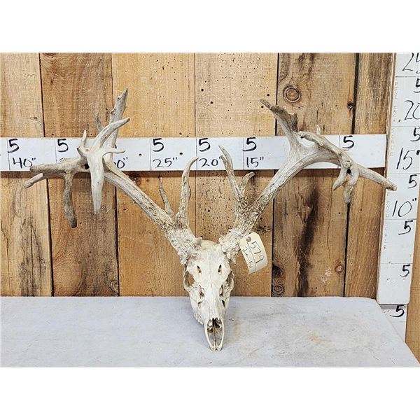 Crazy Nontypical Whitetail Antlers On Skull