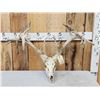 Image 1 : Crazy Nontypical Whitetail Antlers On Skull