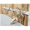 Image 2 : Crazy Nontypical Whitetail Antlers On Skull