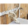 Image 3 : Crazy Nontypical Whitetail Antlers On Skull