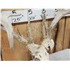Image 4 : Crazy Nontypical Whitetail Antlers On Skull