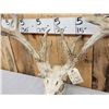 Image 5 : Crazy Nontypical Whitetail Antlers On Skull