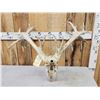 Image 6 : Crazy Nontypical Whitetail Antlers On Skull