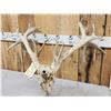 Image 7 : Crazy Nontypical Whitetail Antlers On Skull