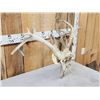 Image 8 : Crazy Nontypical Whitetail Antlers On Skull