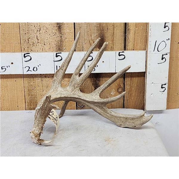 104 2/8" Self Displaying Whitetail Shed Antler