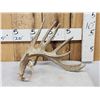 Image 1 : 104 2/8" Self Displaying Whitetail Shed Antler
