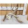 Image 2 : 104 2/8" Self Displaying Whitetail Shed Antler