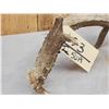 Image 3 : 104 2/8" Self Displaying Whitetail Shed Antler