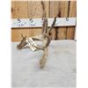 Image 4 : 104 2/8" Self Displaying Whitetail Shed Antler