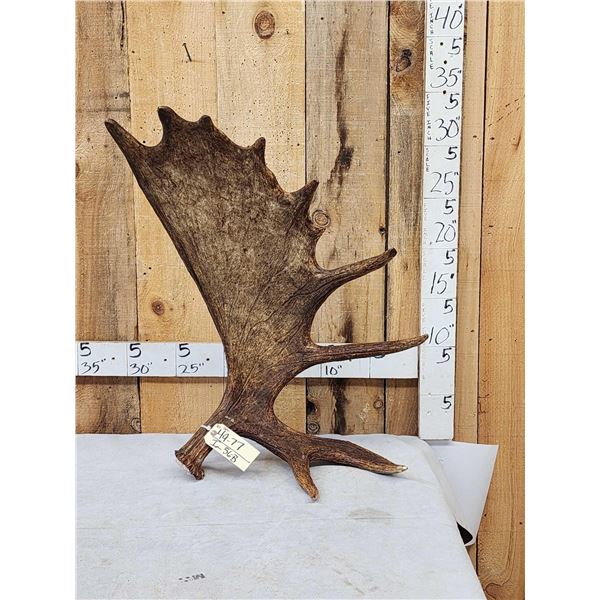 Awesome 16 Lbs Alaskan Self Standing Moose Shed Antler