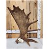 Image 2 : Awesome 16 Lbs Alaskan Self Standing Moose Shed Antler
