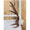 Image 3 : Awesome 16 Lbs Alaskan Self Standing Moose Shed Antler